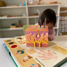 Load image into Gallery viewer, Interactive Body Children Book WOW, Learn Chinse Easily and Fun