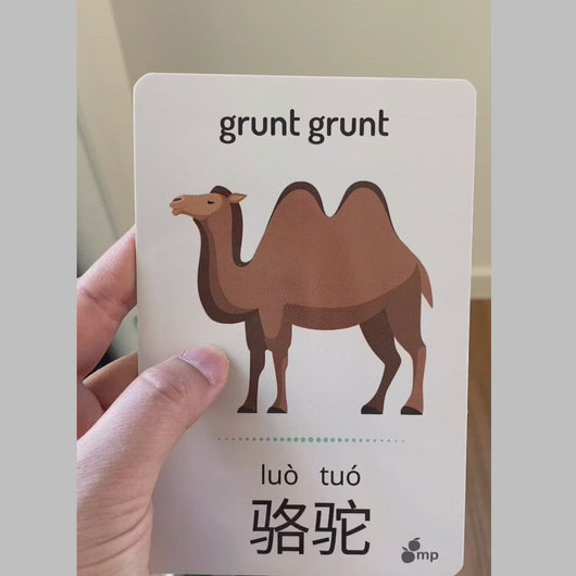mandarin prodigies animal flash cards 